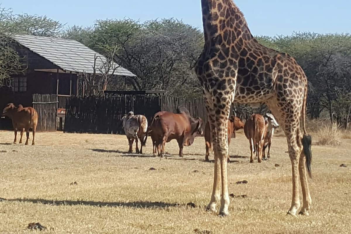 A giraffe standing in a field with cows and a building in the background.