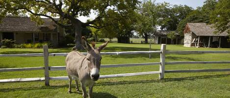 A donkey standing in a fenced grassy area with a wooden fence and a building in the background.