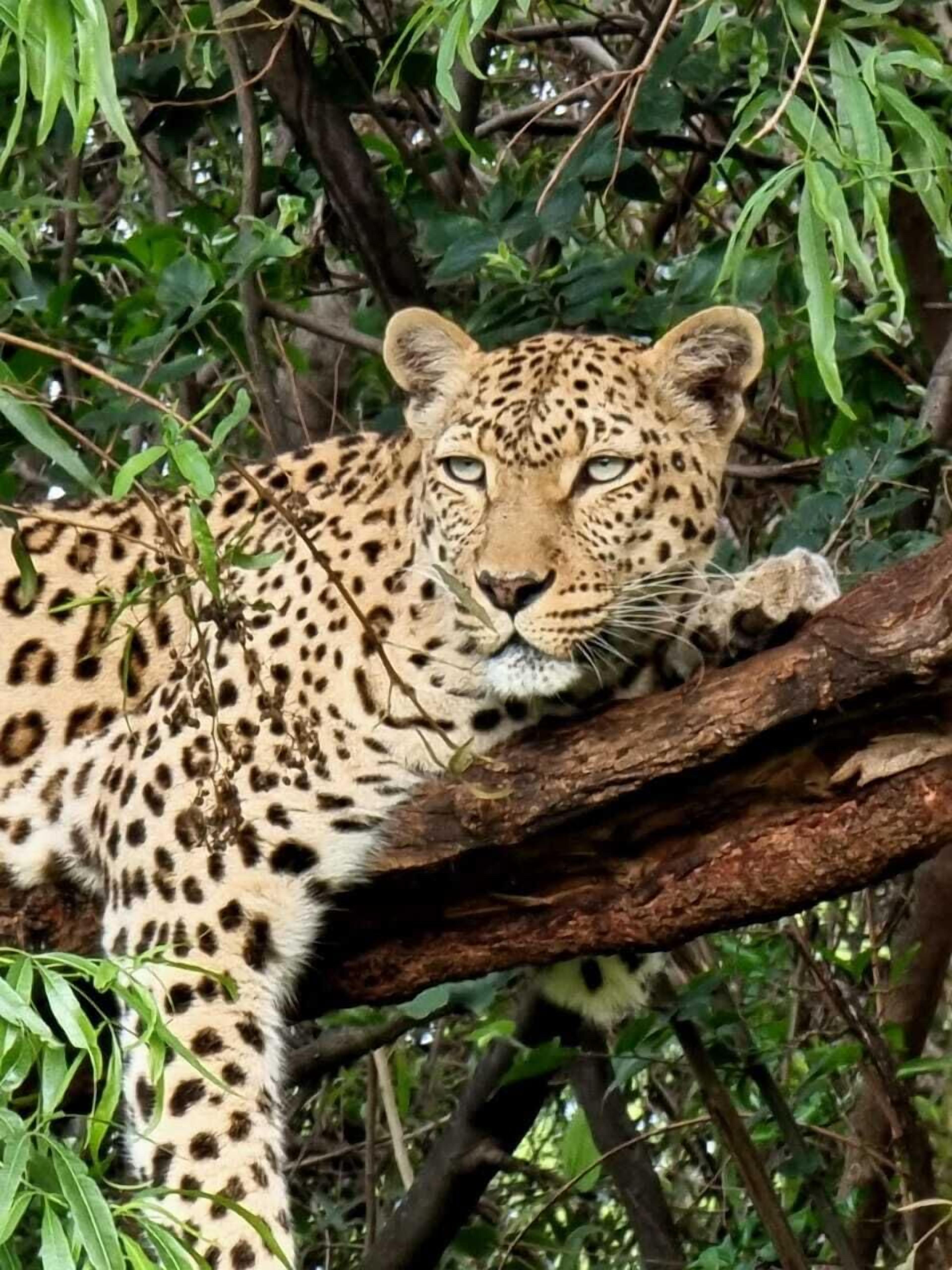 A leopard resting on a tree branch in a dense forest.