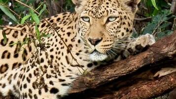 A leopard resting on a tree branch in a dense forest.