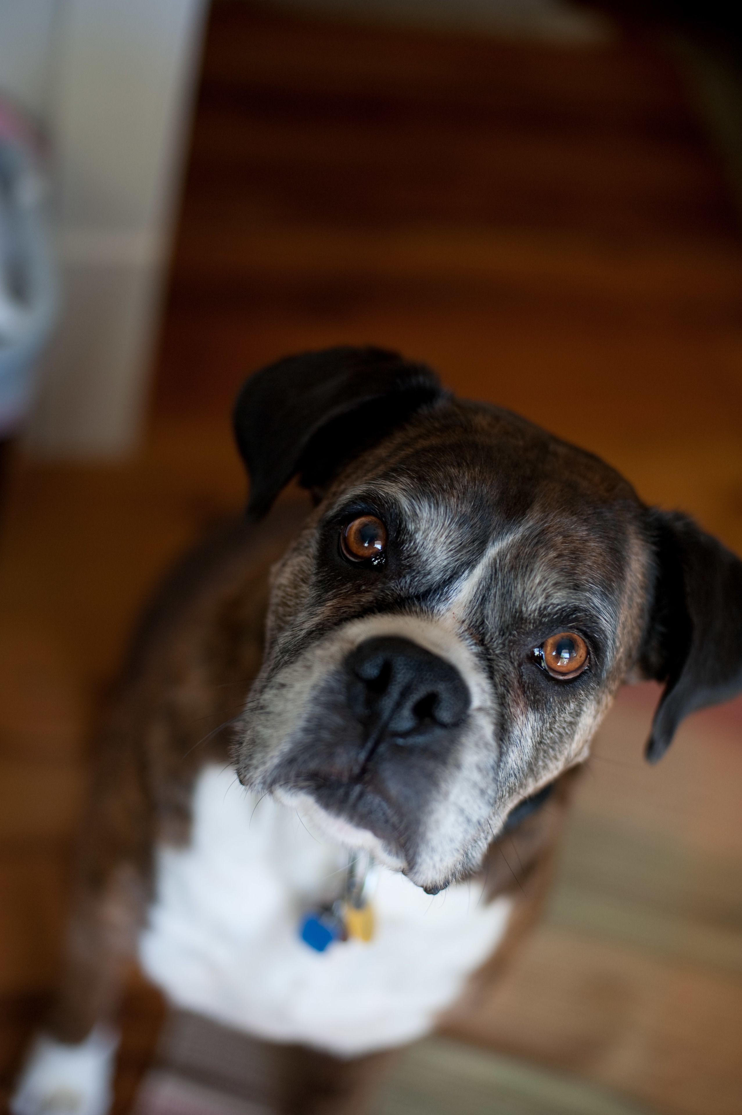 A close-up of a dog with a white chest and brown fur, wearing a blue collar.