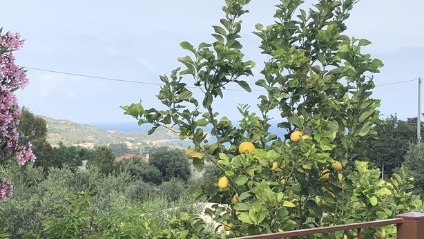 Un árbol con hojas verdes y frutos amarillos, posiblemente limones, en un jardín.
