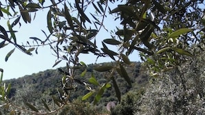Un sendero de tierra que conduce a un edificio con tejido de tejas rojas, rodeado de olivos y vegetación.
