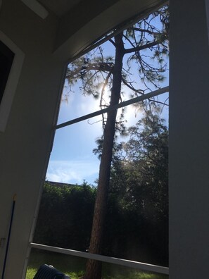 A room with a large window, a visible tree outside, and a ceiling with a light fixture.