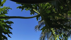 Ein gepflegter Garten mit Pool, Liegestühlen und Meerblick.