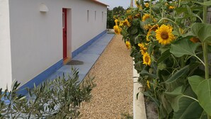 A narrow pathway leading to a white building with a red door, flanked by sunflowers and olive trees. - "Casa da Charca" - SW Alentejano (Odemira)