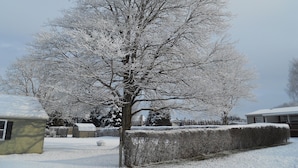 A snow-covered tree in a residential area. - Cozy country bungalow within the Amish Community (Leacock-Leola-Bareville)