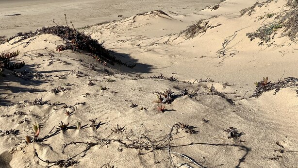 Una playa con dunas de arena y vegetación escasa.