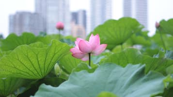 A lotus flower amidst large green leaves with a cityscape in the background.