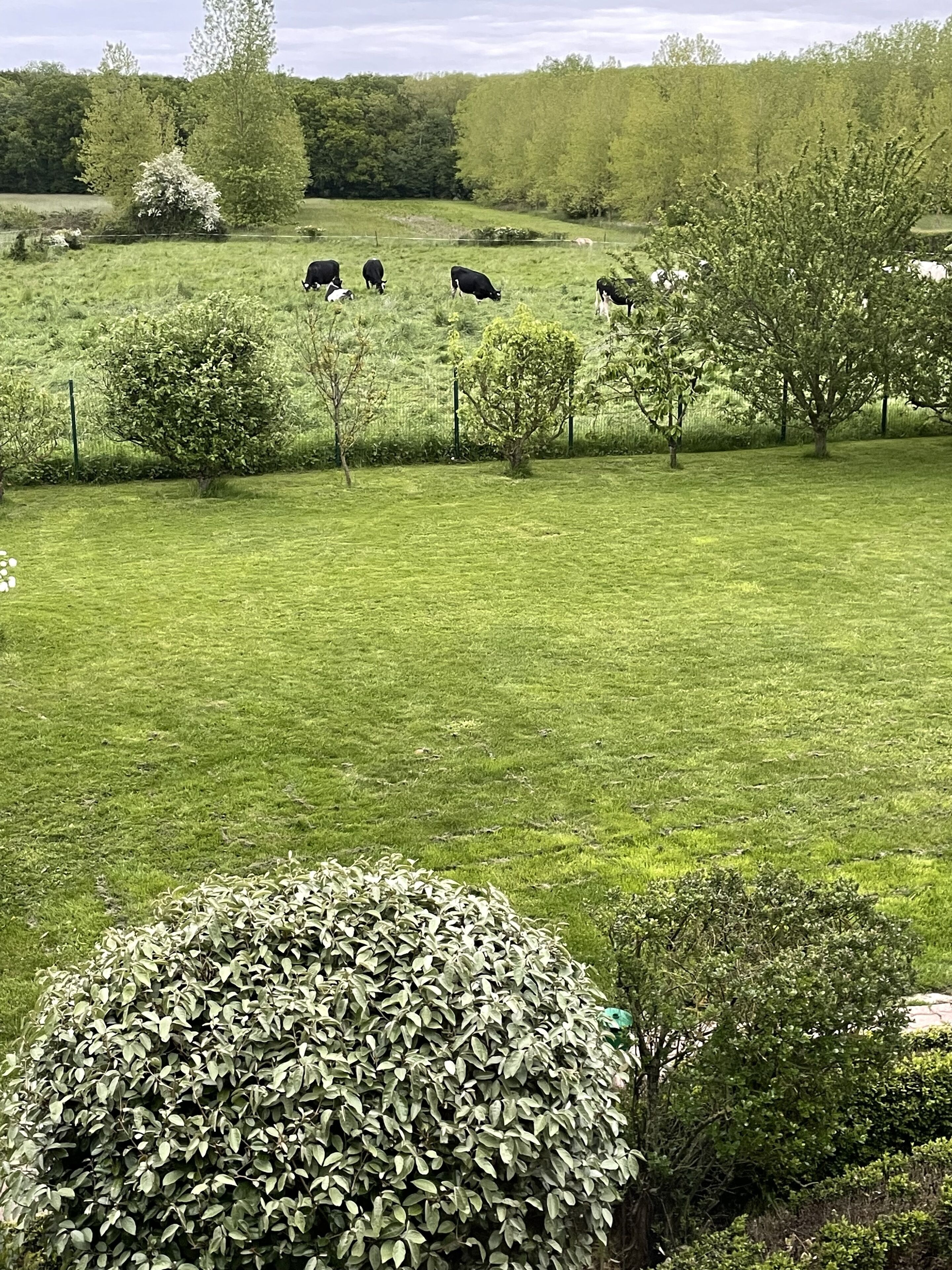 Eine Wiese mit mehreren grasenden Kühen, umgeben von Bäumen und Büschen.
