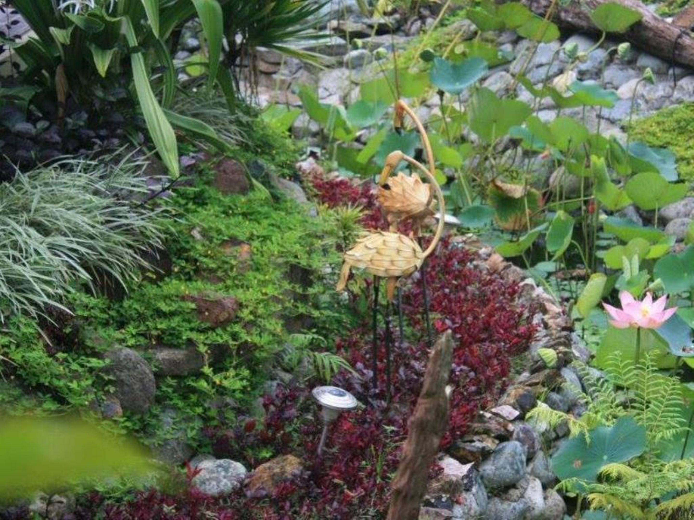 A garden with a pond, rocks, and various plants.