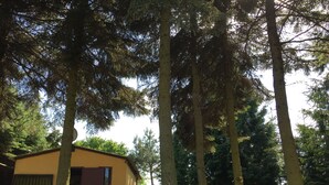 A building with a yellow exterior and a brown door, surrounded by tall trees and a hammock. - Ferienhaus Mirow-Lärz - Kamin Wald Ruhe (Laerz)