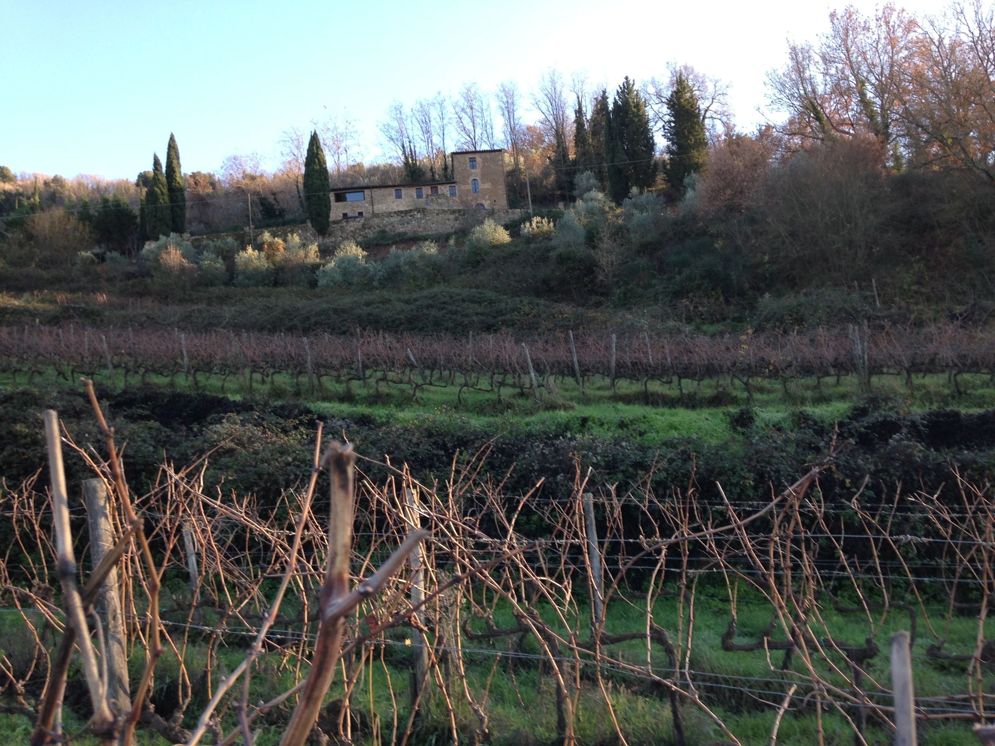 A vineyard with rows of grapevines and a stone building in the background.