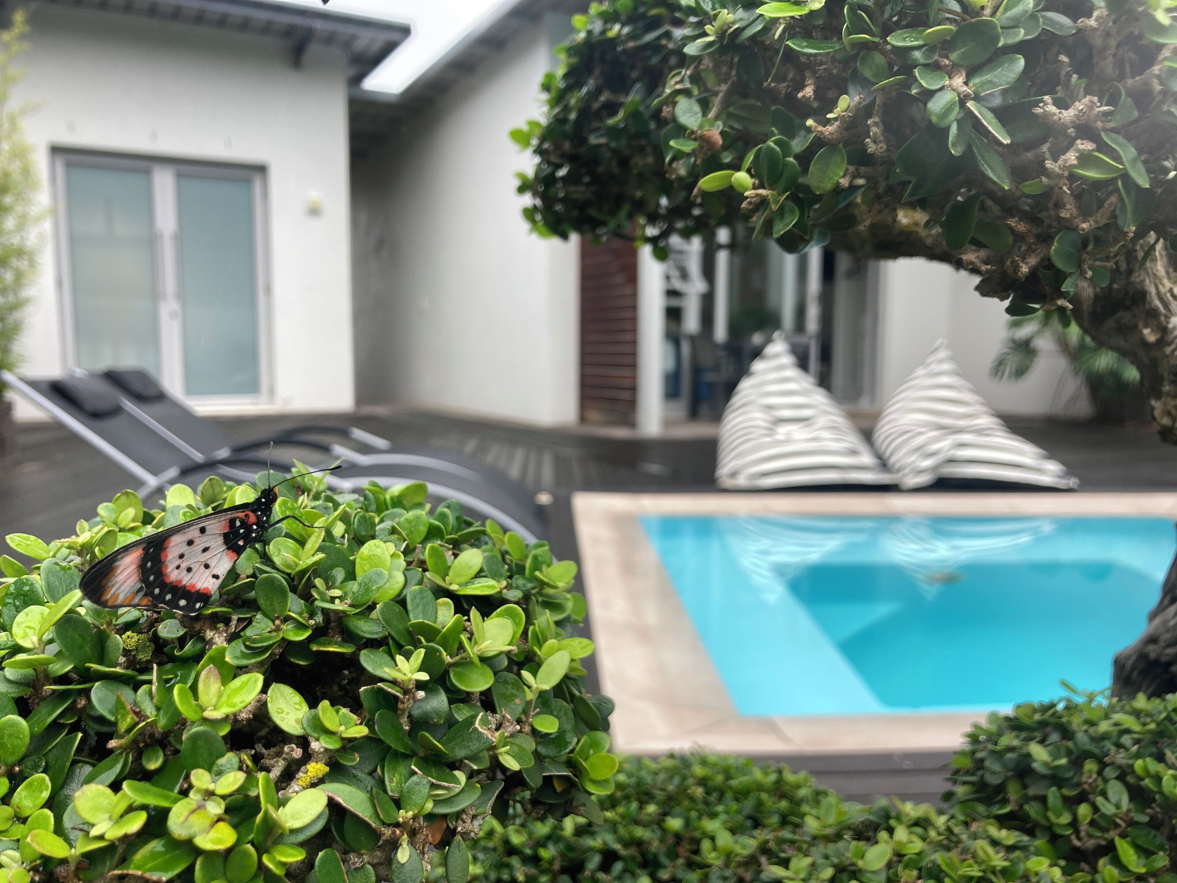 A pool area with a butterfly on a plant, a white building with a glass door, and striped pillows.