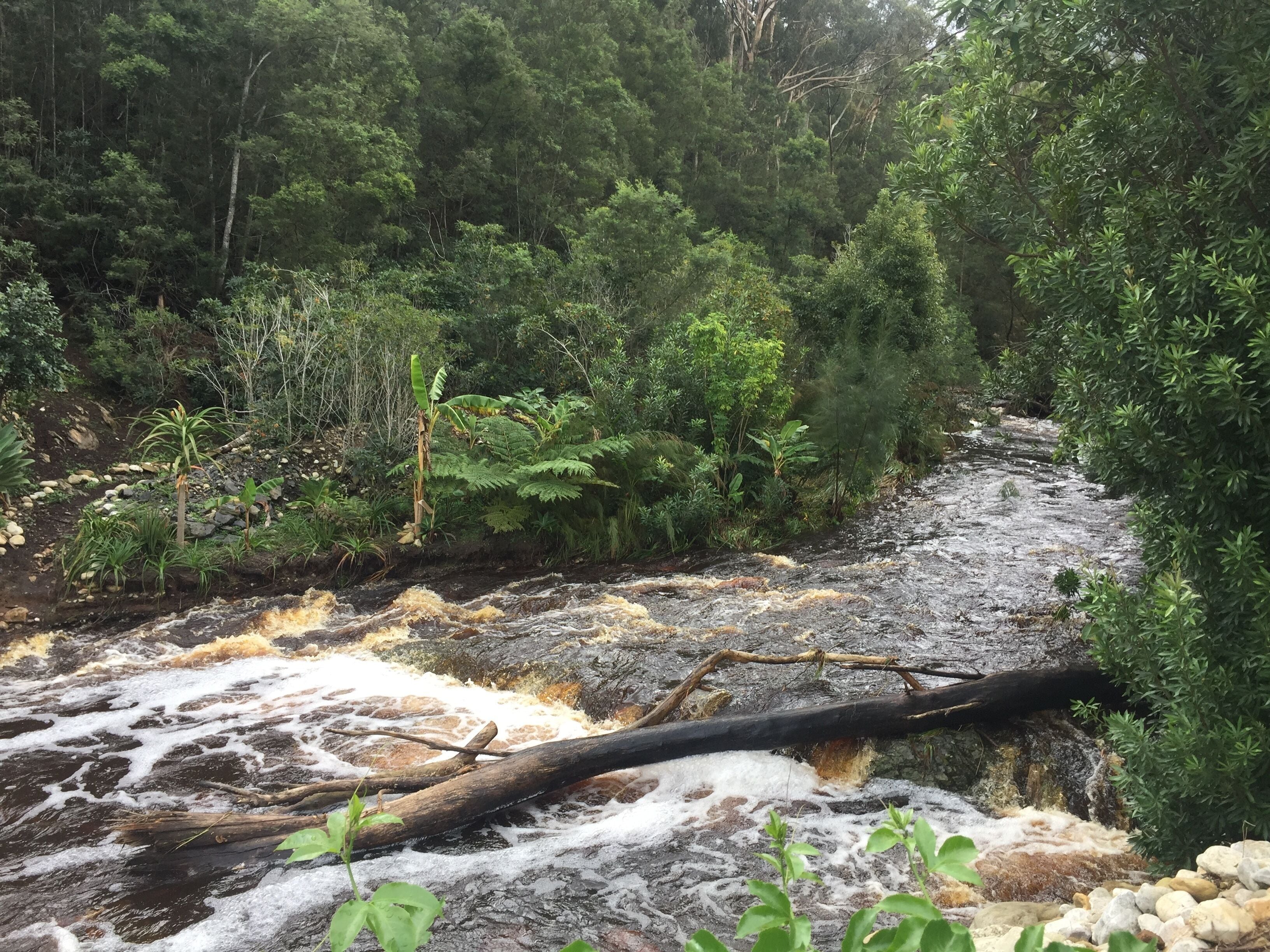 A river flowing through a forested area with rocks and vegetation along the banks.