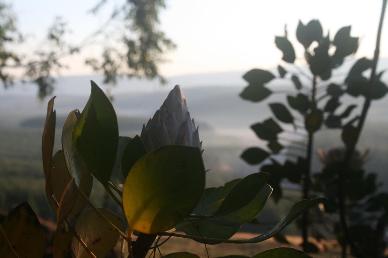 Eine Pflanze mit breiten Blättern und einer Knospe vor verschwommenen Bäumen und einer entfernten Landschaft.