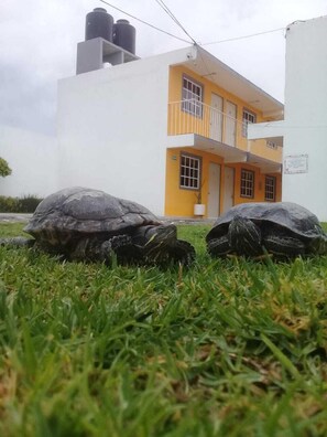 A building with a yellow and white facade, two large turtles on the grass in front, and a balcony on the upper floor. - Posada del Ángel (Mineral de la Reforma)