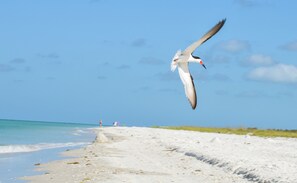 Beach nearby, beach towels