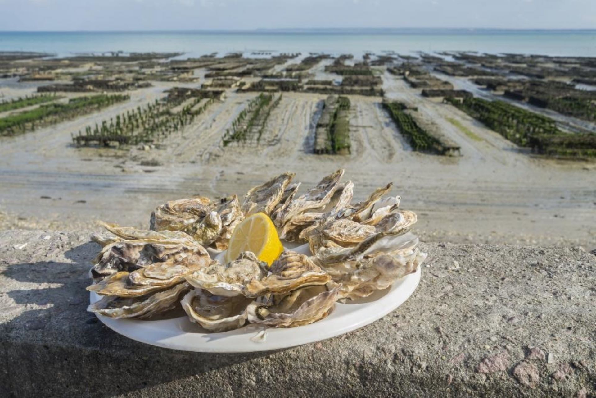A plate of oysters with a lemon wedge on a beach with a view of the sea and oyster beds in the background.