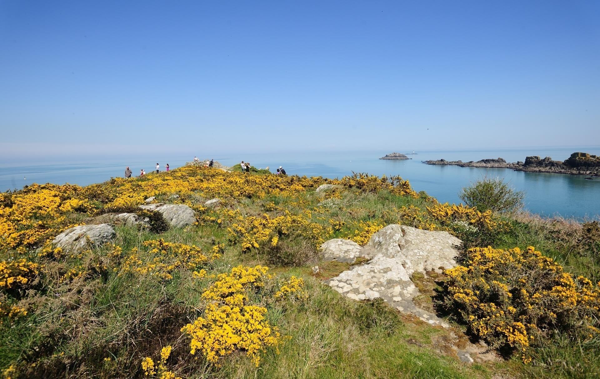 A coastal landscape with yellow flowers, rocky terrain, and a clear view of the sea.