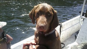 A dog sitting on a boat with a person.