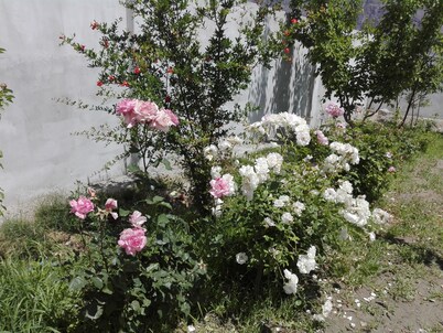 Hunza experience guest house