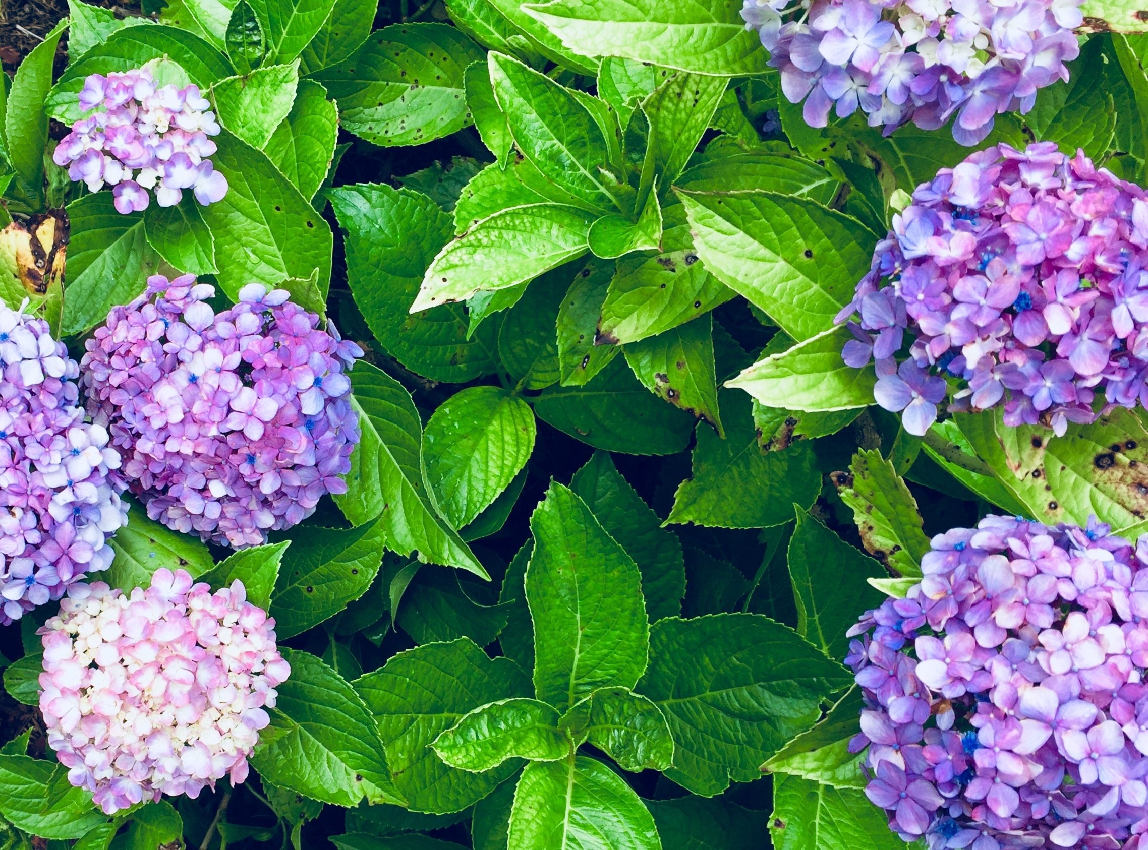 A garden with hydrangea flowers and green foliage.