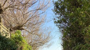 Un sendero estrecho y sin pavimentar bordeado por muros de piedra y abundante vegetación, que conduce a una masa de agua.