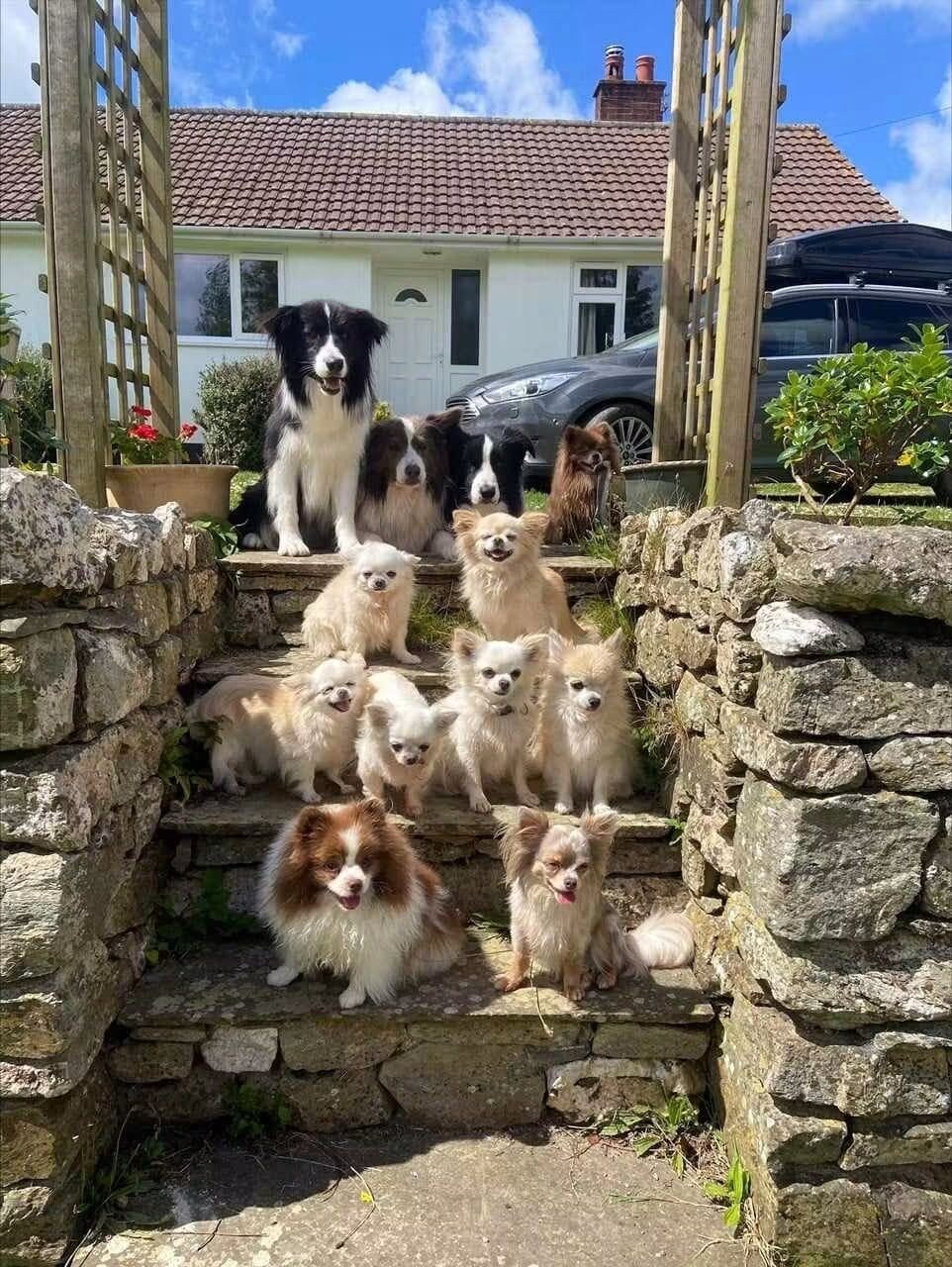 A group of dogs on stone steps in front of a house with a tiled roof.