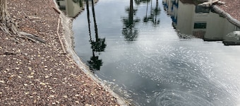 1 soveværelse hyggeligt Condo i Surprise, AZ