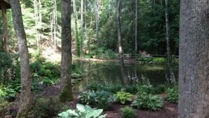 Ein bewaldetes Gebiet mit einem Teich, umgeben von Bäumen und Grünpflanzen.