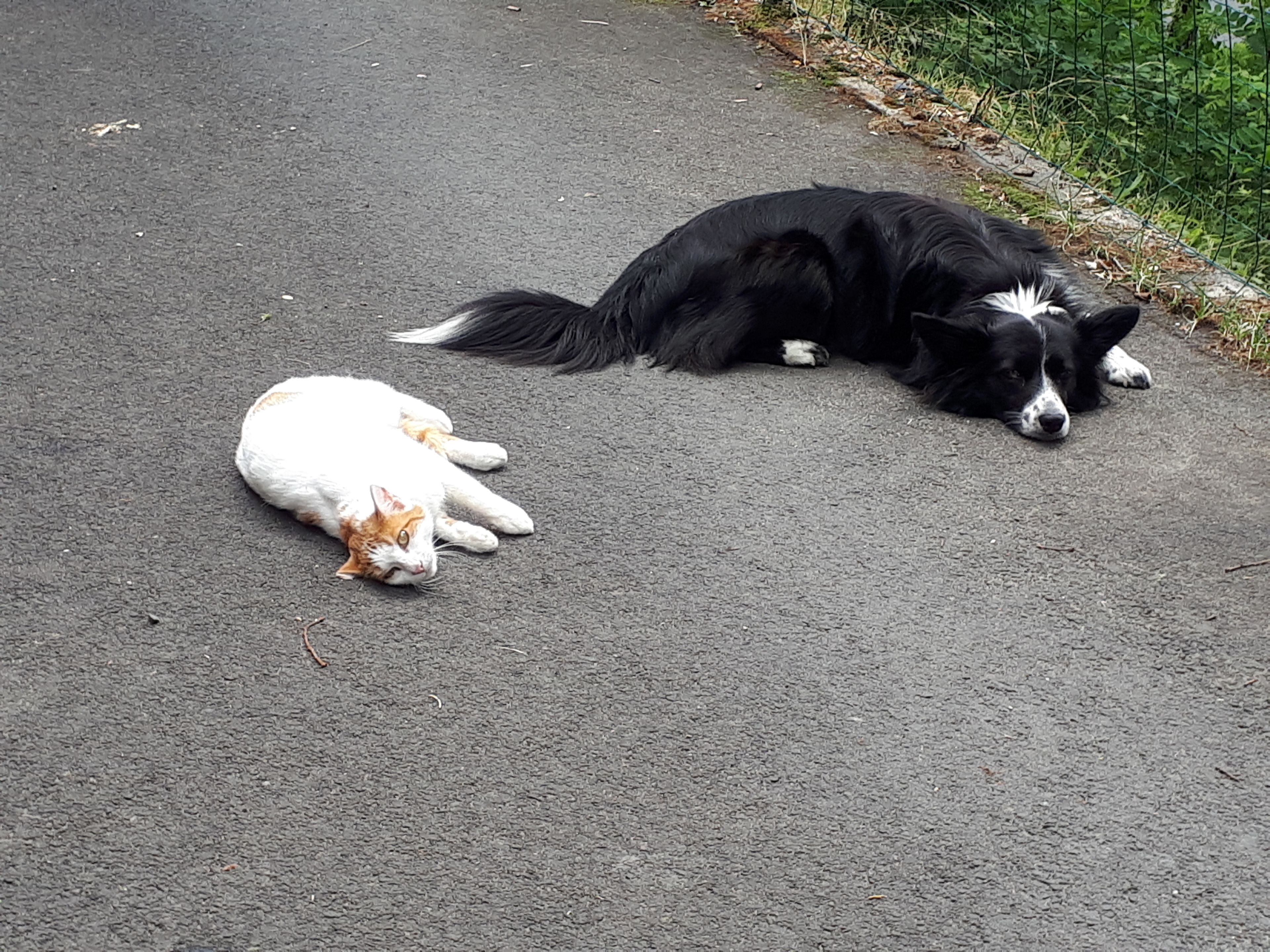 Una carretera pavimentada con dos animales descansando.