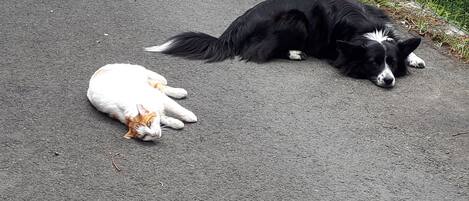 Una carretera pavimentada con dos animales descansando.
