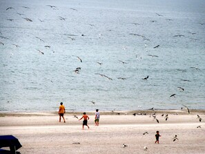 Escena de playa con gente y gaviotas.