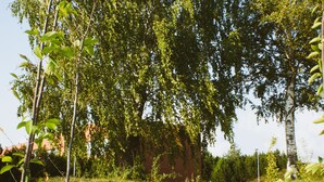 An outdoor deck with wicker furniture and a large tree providing shade. - Zaliasis slenis - Self check-in hotel (Aukštkiemiai)