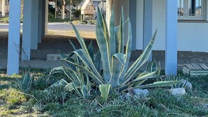Un bâtiment doté d’une entrée couverte et d’un jardin agrémenté de grands plants d’agave.