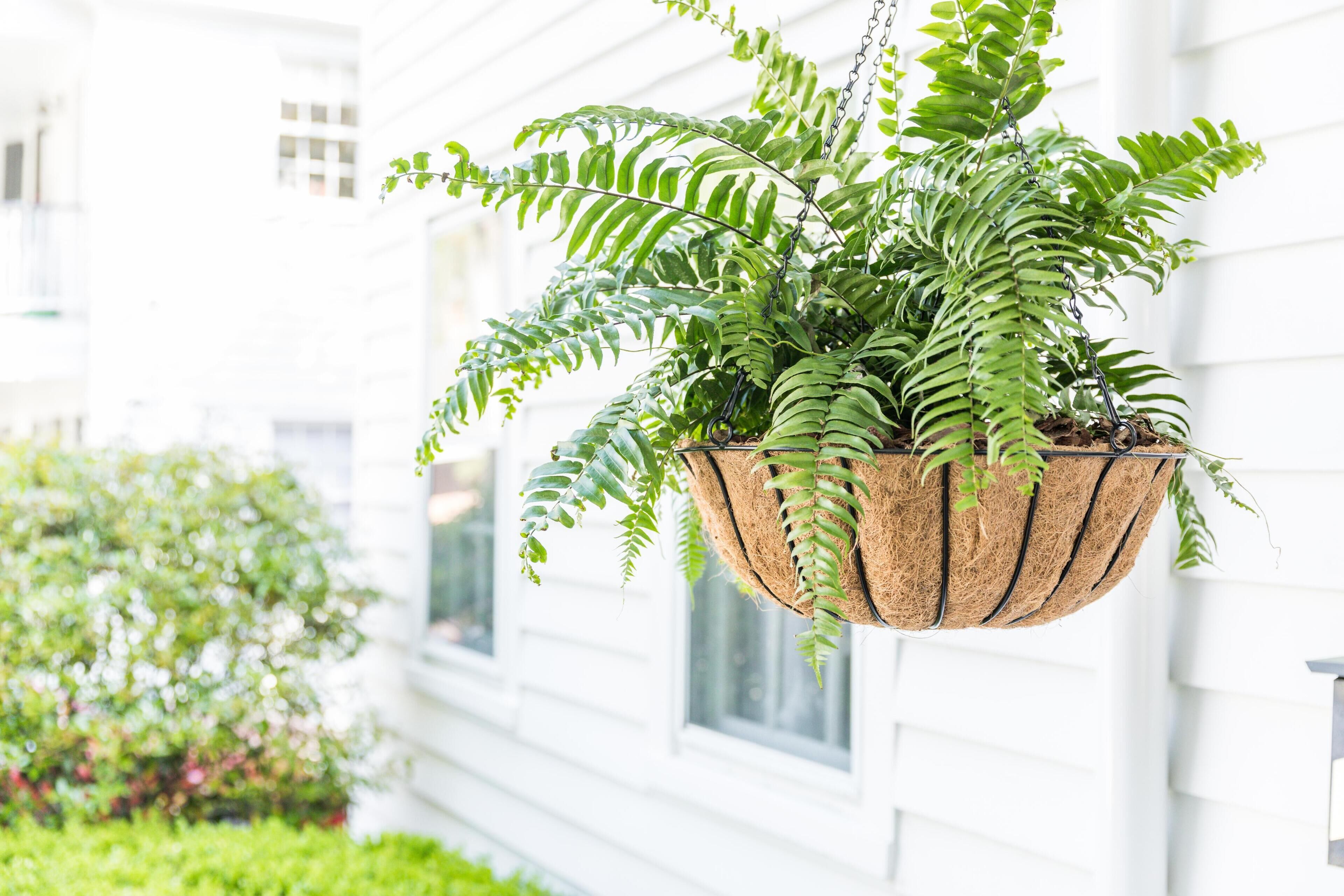 A hanging plant with green leaves in a woven basket.