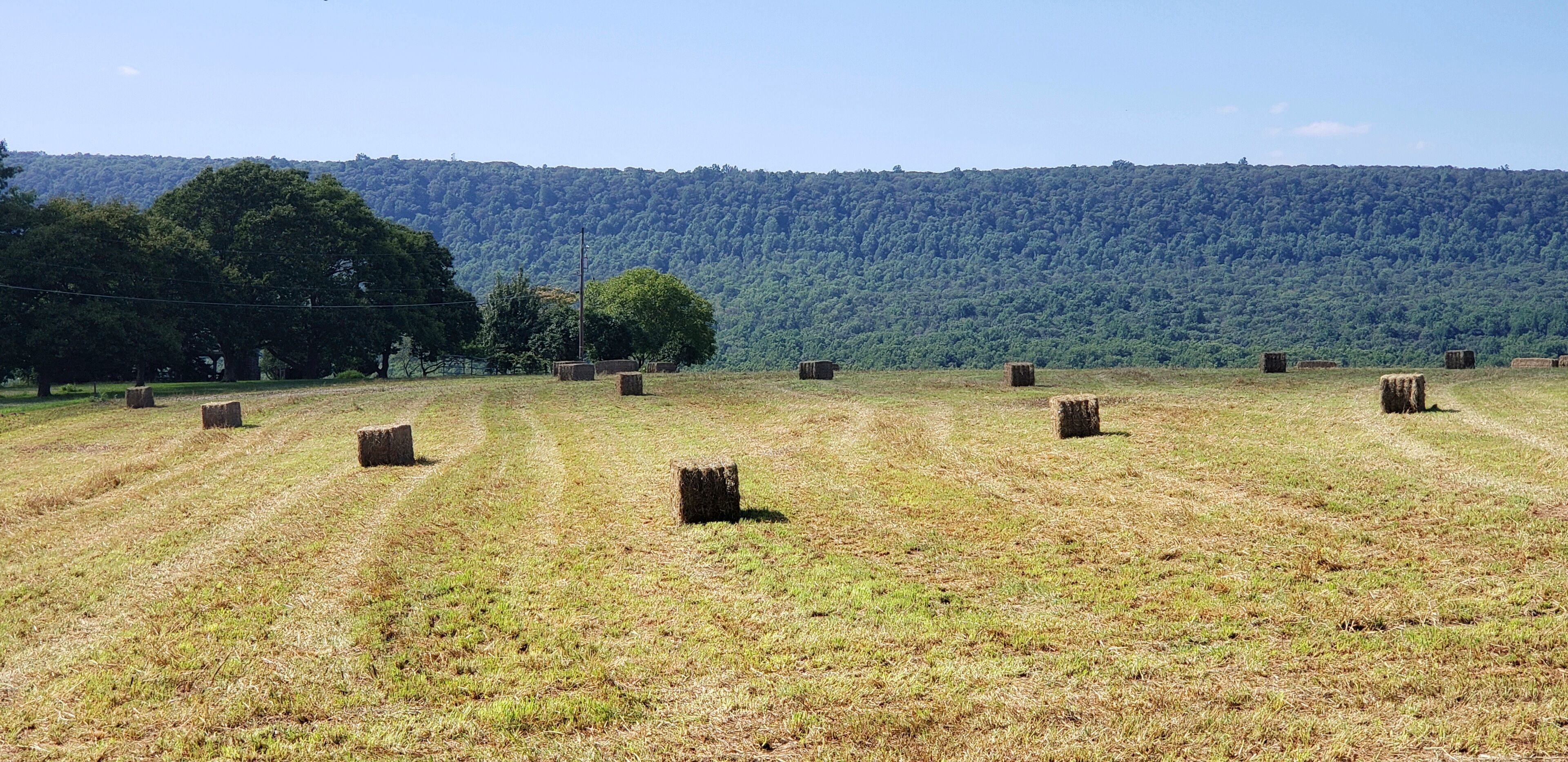A field with hay bales and a forested hill in the background.