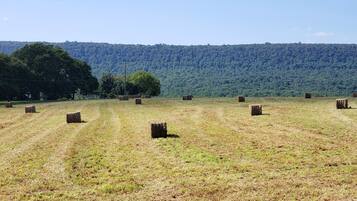 A field with hay bales and a forested hill in the background.