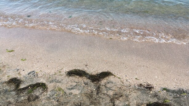 A sandy beach with clear water and seaweed on the shore. - DayDream (Pomorie)