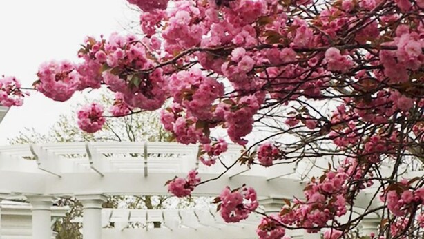 A white pergola with columns, surrounded by a garden with pink flowers and green grass.