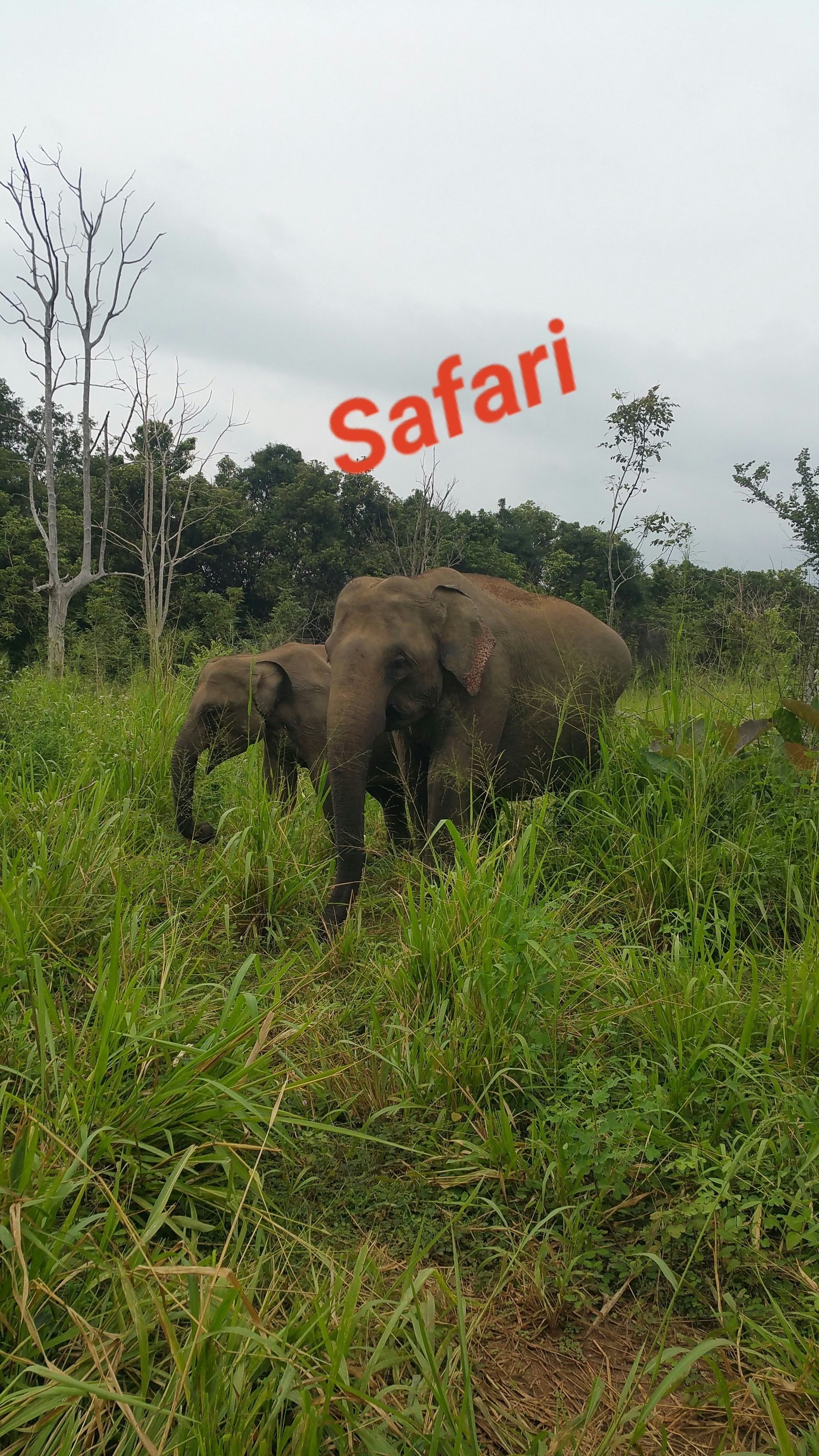 A safari scene with elephants in a grassy area.