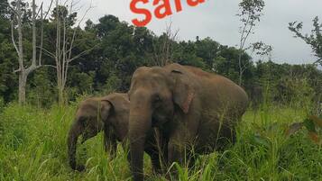 A safari scene with elephants in a grassy area.