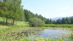 A pond with lily pads and yellow flowers, surrounded by trees and a wooden fence. - Zum Löwen-Post Hotel (Trodena)