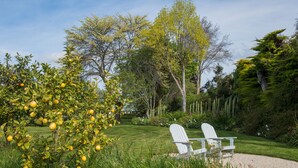 Um jardim com uma cadeira Adirondack branca e uma árvore com frutos amarelos.