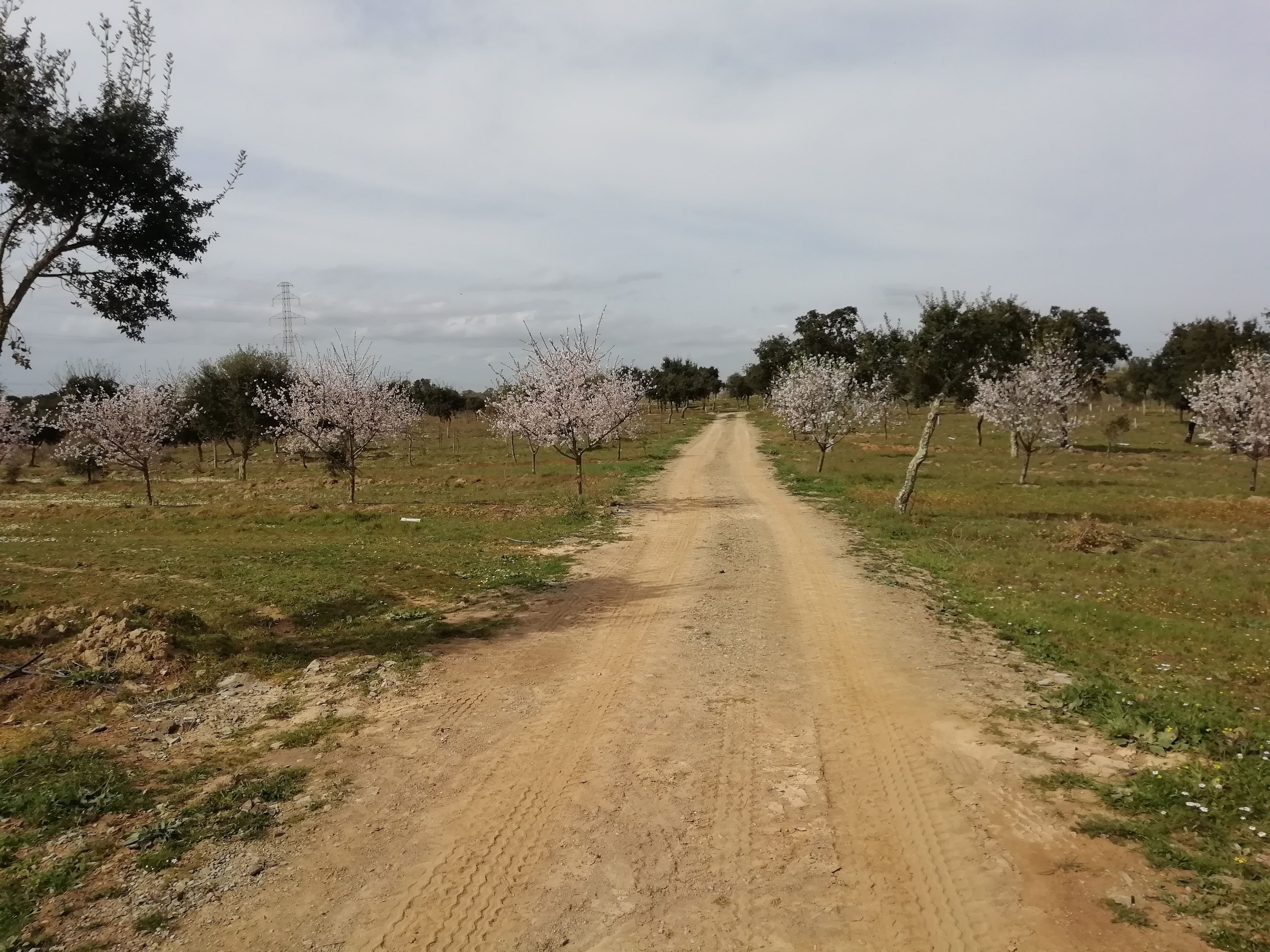 A dirt road flanked by rows of flowering trees.