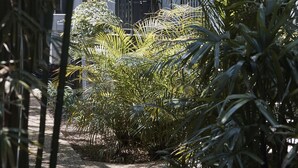 Un sendero conduce a un edificio de estilo arquitectónico moderno, rodeado de exuberante vegetación y palmeras.