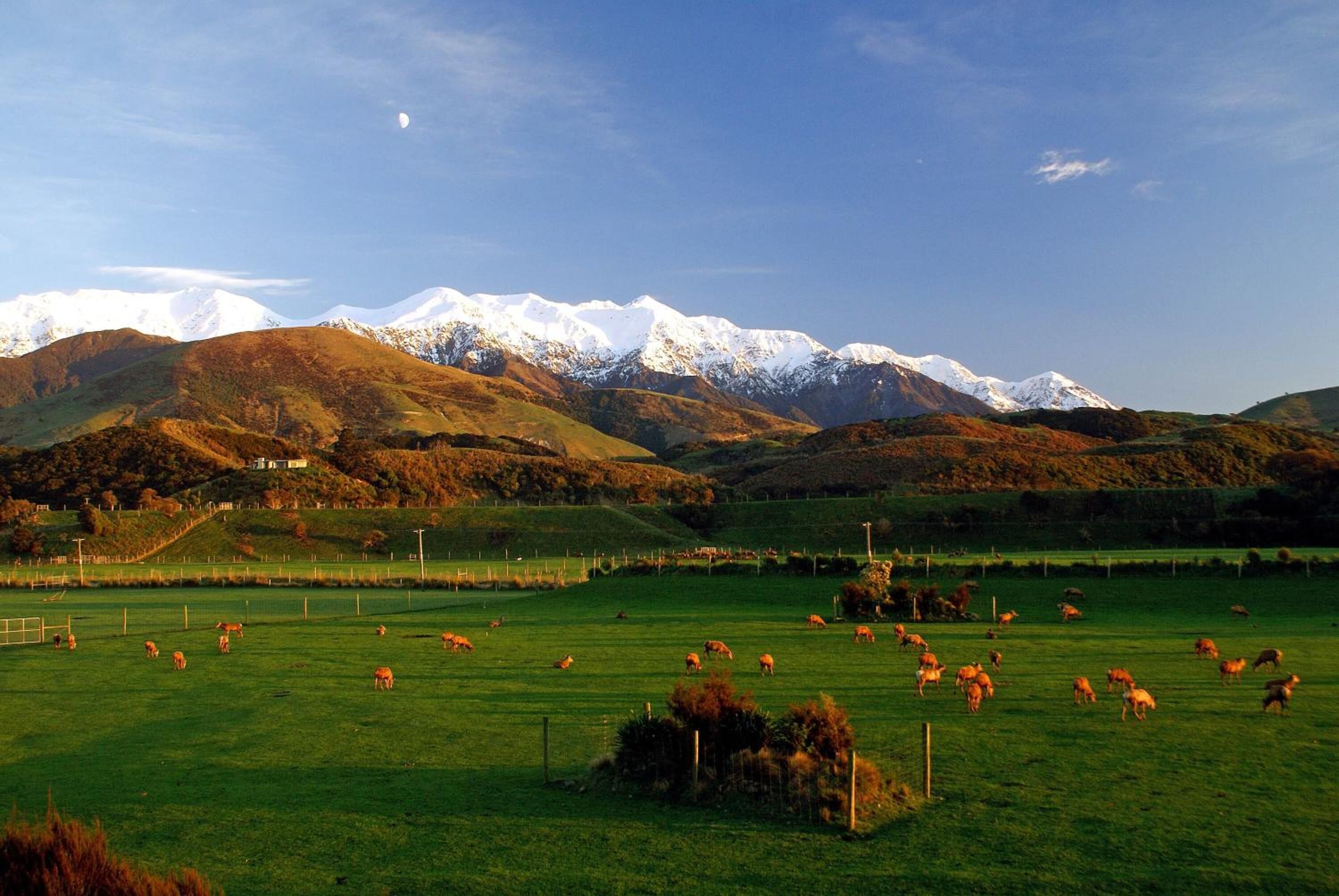 A rural landscape with a green field, a few cows, and snow-capped mountains in the background.