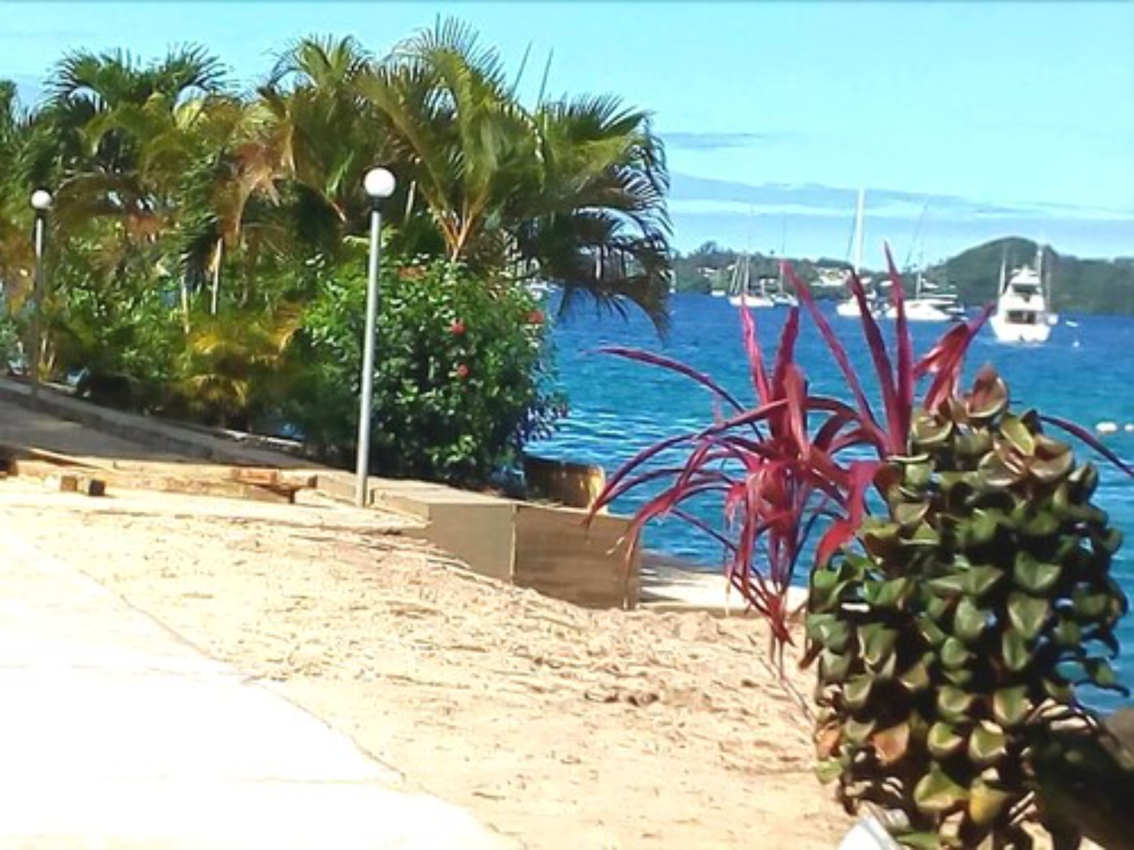 Una playa con un paseo marítimo arenoso, palmeras y una planta de piña.