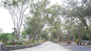 Un chemin pavé bordé d’arbres et d’un mur de pierres.
